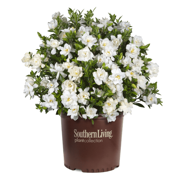 rose plant